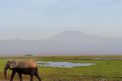 Posta de sol Parc Nacional Amboseli, kilimanjaro de fons. Arbequi al món.