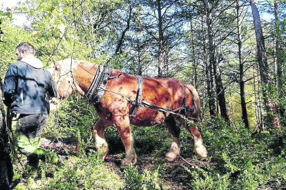 Uno de los caballos arrastrando troncos en Arcalís.  