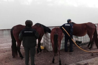 Una agent rural i un bomber, dissabte donant de beure als cavalls de Torres de Segre.