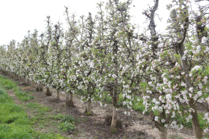 Imagen de manzanos en flor captada este viernes en una finca de Ivars d’Urgell.