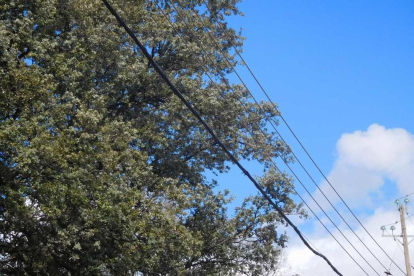 Imatge dels cables al costat dels arbres a Àger.