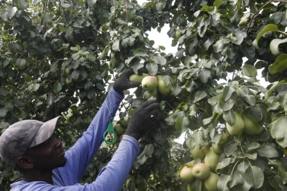 La cosecha de pera Blanquilla ha arrancado estos días con previsiones de una caída de producción. 