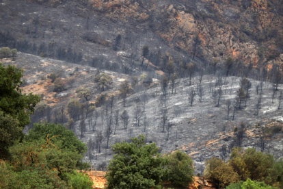 Terra cremada després de l'incendi de Baldomar