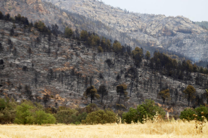 Tierra quemada después del incendio de Baldomar