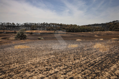 FOTOGRAFÍAS del incendio de Castellar de la Ribera, en el Solsonès