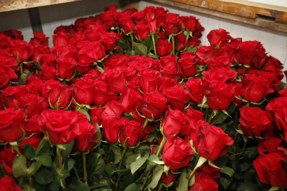 Las rosas rojas serán, un año más, las preferidas para Sant Jordi.