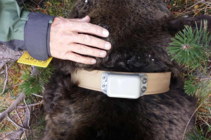 Aconsegueixen canviar el collar de seguiment de l'ós Goiat