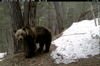 Imagen de archivo del oso Goiat, que este año ha protagonizado más de 40 ataques a ganado.