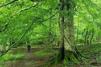 Vacances a la Selva de Irati, Navarra, el bosc màgic del Pirineu