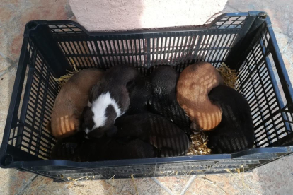 Imatge dels cadells a la caixa en la qual els van abandonar.