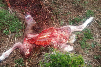 Imatge del resultat d’un atac de l’ós a un poltre a Vilamòs.