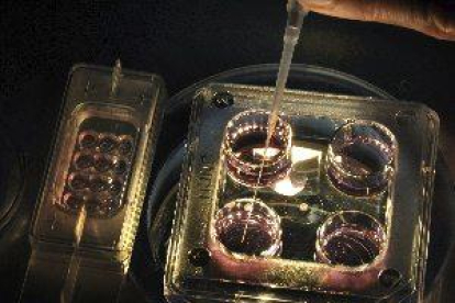 Expertos británicos desarrollan óvulos humanos en laboratorio por primera vez