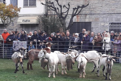 Una parada de perdius a la Fira de la Perdiu de Vilanova de Meià, que va reunir més de 140 expositors.