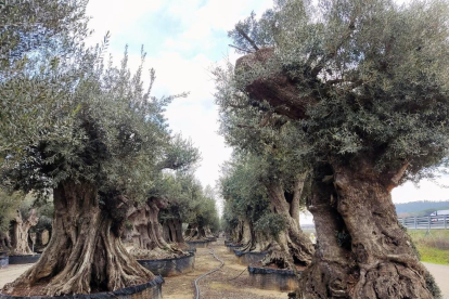 Viver d'oliveres mil·lenàries a tocar Sant Celoni