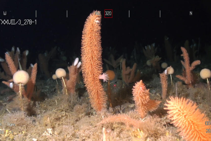 Imágenes de las colonias de gorgonias halladas por el equipo de investigadores del CSIC en el mar de Weddell. 