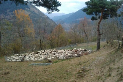 Una agrupación de rebaños bajo la vigilancia de un pastor para protegerlos de ataques del oso. 