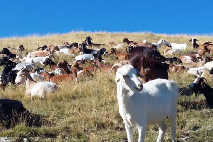 Rebaño de cabras en en municipio de Vall de Cardós.