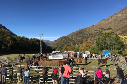 Un centenar de caballos de la Val d’Aran en el concurso de Salardú