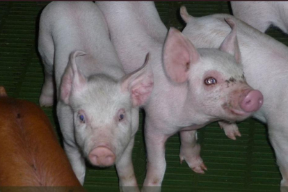 Imatge d’una granja de porcs de les comarques de Lleida.