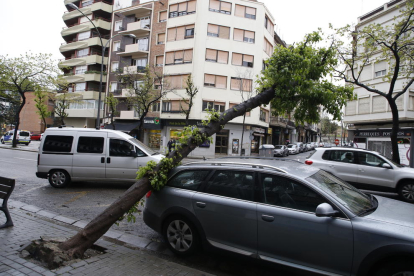 Cae un árbol sobre un coche estacionado en Prat de la Riba
