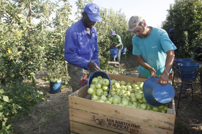 Treballadors collint poma de la varietat golden a Alpicat.