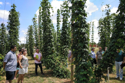 Conrear l’aroma de la cervesa