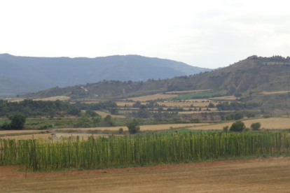 Conrear l’aroma de la cervesa