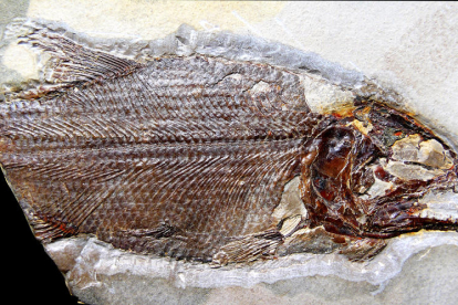 Los fósiles de La Pedrera de Rúbies y La Cabrua de Vilanova de Meià superan los 120 millones de años. 