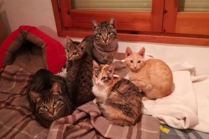 Cinco de los seis gatos rescatados del bloque de Tàrrega. 