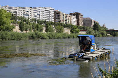 La embarcación con la que fueron retiradas las plantas acuáticas del río Segre el año pasado.