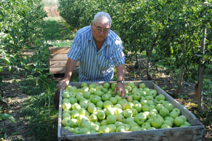 Agricultor collint pomes a Bellvís.