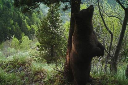 El oso Nere (en la foto) ha vuelto a Aran tras 19 años en Francia.