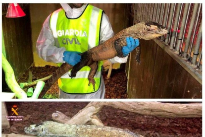 Intervenido por primera vez en Europa un dragón de Komodo criado ilegalmente