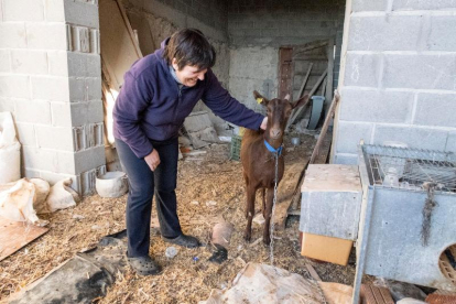 La cabra que apareció en Briançó en su nueva casa.