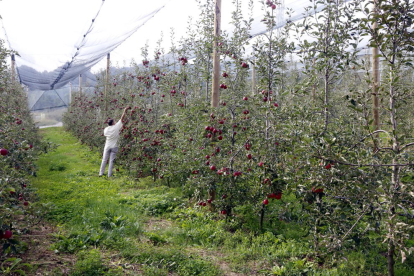 Imatge d’una finca de cultiu de poma ecològica a Sant Llorenç de Morunys.