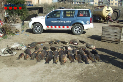 Imatge dels peixos requisats als pescadors detinguts a Alcarràs.