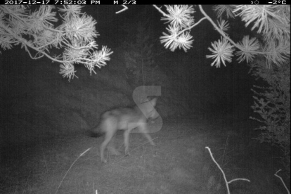 Detectat un llop a la serra del Port del Comte