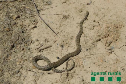 Vista de la serp de ferradura capturada pels Rurals.