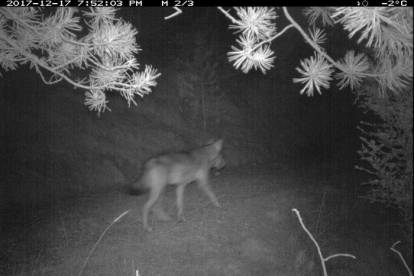 Imagen nocturna del lobo tomada por los técnicos del Govern.