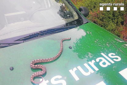 Capturan una serpiente en una empresa de Cervera