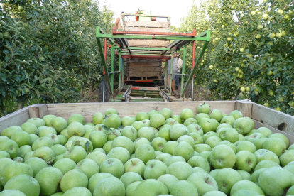 Imagen de archivo de cosecha de manzana en una finca de Lleida.