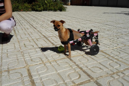 Amb la seva cadira de rodes, la Nanda es passeja per tot arreu.