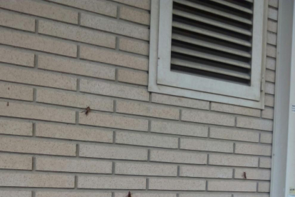 Cucarachas en la pared junto al portal de un edificio en Cappont.