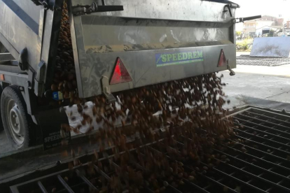 Imagen de un camión descargando la recolección de almendra en una explotación.