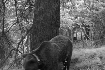 El oso Goiat es un ejemplar reintroducido desde Eslovenia.