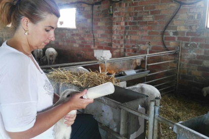 Amamantar a corderos ‘xaiets’ con un biberón será una de las propuestas que se hará en Algerri. 