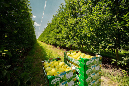 Nufri vendrà un 10% de fruita a través de la marca Livinda, amb els estàndards més alts de qualitat.