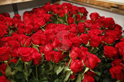 Els majoristes preveuen vendre 7 milions de roses en un Sant Jordi excepcional