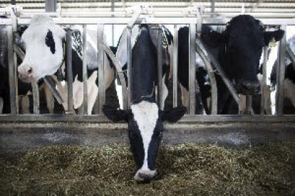 El consum de llet crua comporta riscos sanitaris elevats, segons l'OCU