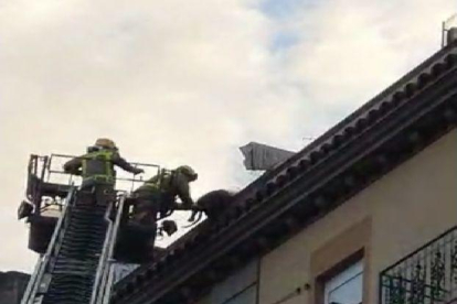Rescaten un gos a punt de caure d'una terrassa a Lleida